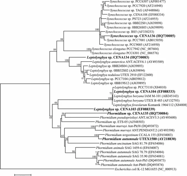 Figure 1. Phylogenetic tree based on 16S rRNA sequences. The studied cyanobacterial strains are shown in bold