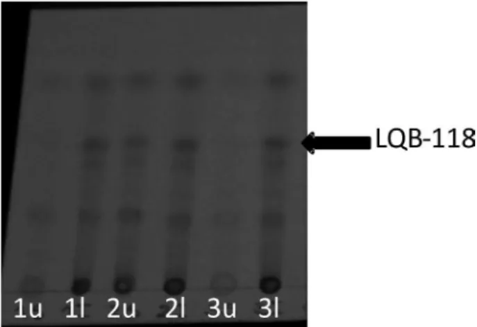 Figure 4. TLC analyses of HSCCC fractions; mobile phase: hexane-ethyl acetate, 7:3; results were visualized under UV light (254 nm).
