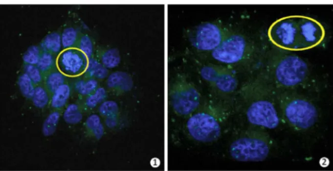 Figure 13. MCF-7 cancer cell staining. Cell nuclei stained with DAPI  (blue) and mitochondria stained with BTDShiny (green)