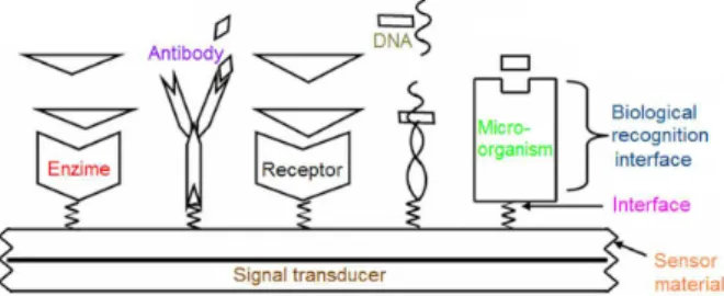 Figure 1. Schematic representation of nanobiosensor components  (modified from Topal)
