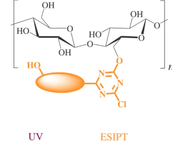 Figure 8. Scheme of interaction between the ESIPT dyes and the cellulose.