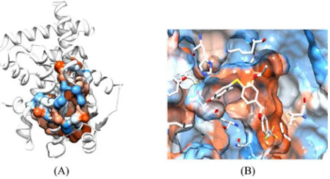 Figure 9. (A) Cavity obtained from FPocket package; (B) binding site  surface with natural ligand D32