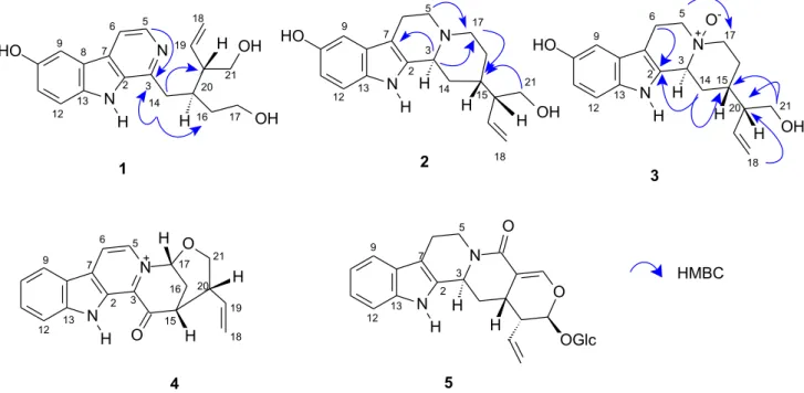 Figure 1. Alkaloids 1 through 5 isolated from P. prunifolia and the main HBMC correlations observed for alkaloids 1-3.