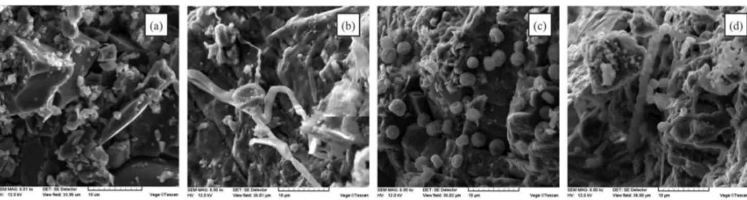 Figure 4. Electron microscope images of granite (magnification 6000 ×) taken 1 month after fungi propagation