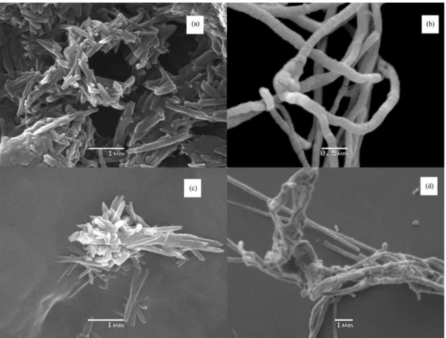 Figure 1. Scanning electron micrographs (SEM) of nanocellulose obtained from citrus processing waste from oranges (CPWO): (a) nanocellulose from  enzymatic hydrolysis, (b) isolated nanofiber from enzymatic hydrolysis, (c) nanocellulose from fermented enzym