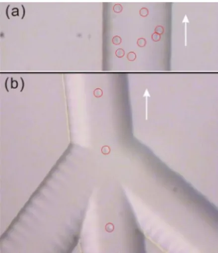 Figure 2. (a) Image of cell sampling in single-channel microchip with a  hydrostatic pressure of −0.4 mbar applied on SW
