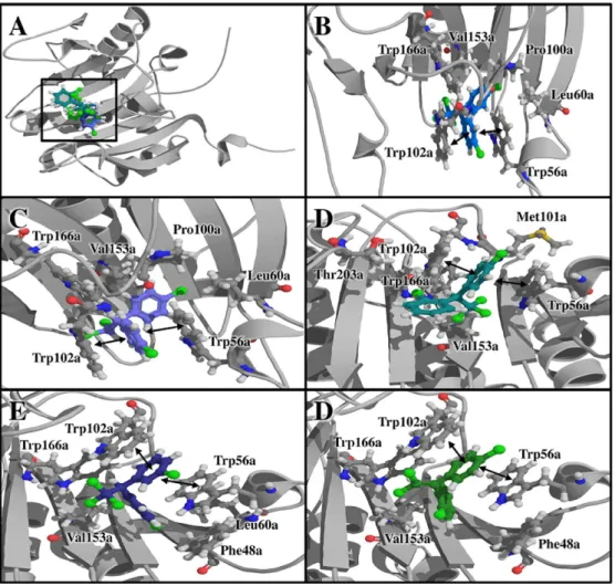 Figure 4. Docking of eIF4E with DDT and its derivatives. (A) Tridimensional view of the complex formed by eIF4E with (B) o,p’-DDT, (C) o,p’-DDE,  (D) m,p’-DDT, (E) p,p’-DDD and (F) p,p’-DDT.