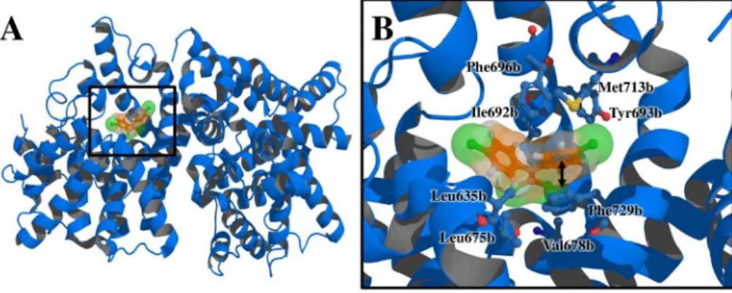Figure 6. Docking of PDE10A with p,p’-DDE. (A) Tridimensional view and (B) interactions of the complex formed by PDE10A with p,p’-DDE.