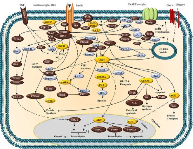 Figure 2. Signal transduction system related to insulin receptor activation. Proteins in yellow boxes correspond to those with the greatest theoretical affinity  scores for DDT and its derivatives (adapted from reference 39).