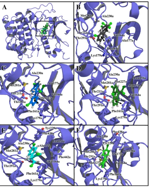 Figure 3. (A) Docking of Rac-alpha Ser/Thr-protein kinase-glycogen synthase kinase-3 beta (AKT-1) with DDT and its derivatives