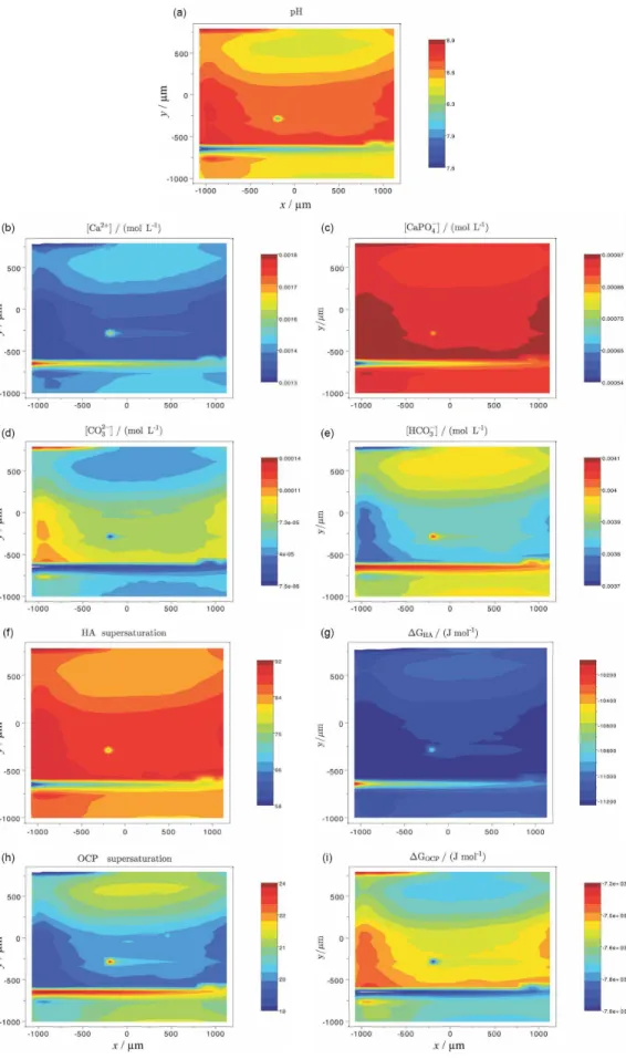 Figure 3. Experimental (local pH) and equilibrium theoretical maps after 4 h. Experimental: (a) local pH