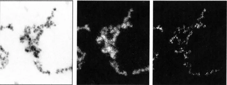 Figure 8. Details of the images obtained by TEM elemental analysis of the SPION@Au-B sample: bright field (left), Au map (center) and Fe map (right).