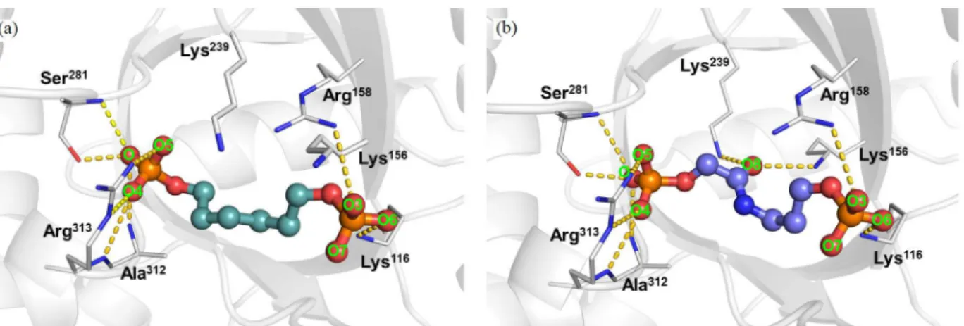 Figure 7. (a) Binding conformation of compound 4 showing electrostatic interactions between the ligand phosphates and the binding site residues of  aldolase