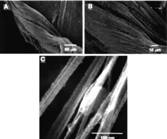 Figure 9. (A to C) SEM images of freeze-dried PE at three different  magnifications. From reference 74