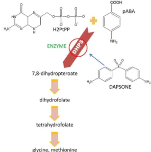 Figure 1. Antimicrobial mechanism of dapsone. DDS: 4,4’-diamino- 4,4’-diamino-diphenylsulfone; pABA: p-aminobenzoic acid; H2PtPP:  dihydropterin-pyrophosphate; DHPS:  6-hydroxymethyl-7,8-dihydropteroate synthase.