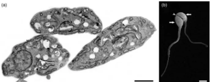 Figure 8. Ultra-structural analysis of T. cruzi epimastigotes treated with  compound 56