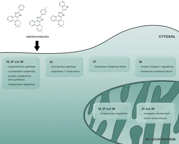 Figure 5. Similarities and differences among the mechanisms of action of each naphthoimidazole in T