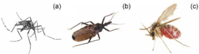 Figure 1. Examples of vectors of neglected tropical diseases: (a) Aedes  aegypti, the main vector of dengue virus; (b) Triatoma infestans, an  important vector of the flagellate protozoan Trypanosoma cruzi, etiological  agent of Chagas disease; and (c) Lut