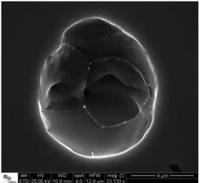 Figure 5. Scanning electron microscopy image of secondary electrons of  the ISO NBR 5832-1 stainless steel surface without deformation showing  a pit nucleated during the polarization test.