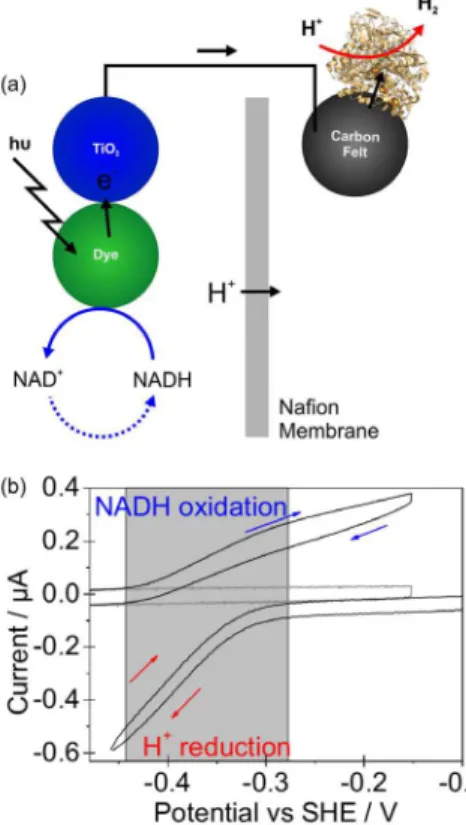 Figure 8. Coupling of NADH oxidation to H +  reduction. (a) A device  demonstrated by Hambourger et al