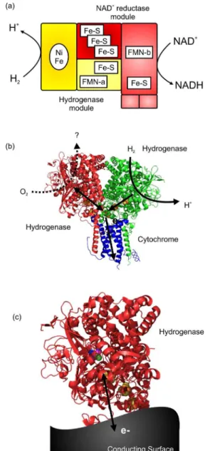 Figure  2f. 14  In reverse, electrons released into graphite  from H 2  oxidation by an immobilised hydrogenase have  been utilised to drive reductive catalysis by co-immobilised  enzymes such as NAD + -reduction for NADH supply to  dehydrogenases, Figure 