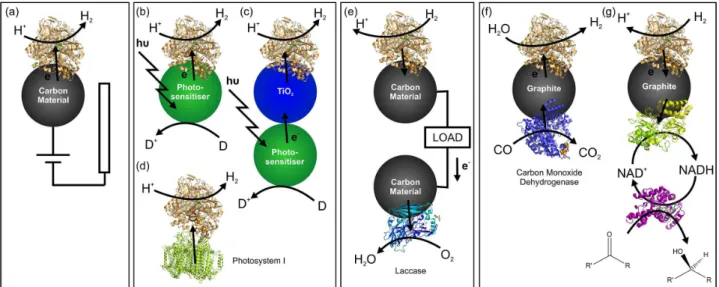 Figure 2. Modular combination of hydrogenases with electronically conducting particles and surfaces allows assembly of a variety of devices: (a) H 2 production at an electrode; light-driven H 2 -production for hydrogenase on (b) a quantum dot, (c) a dye-se