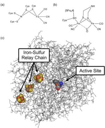 Figure 3. Hydrogenase active sites in catalytically active states: (a) [NiFe]- [NiFe]-hydrogenase, (b) [FeFe]-hydrogenase