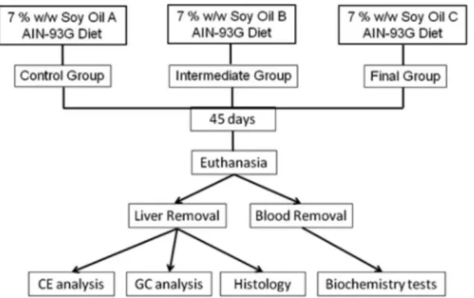 Figure 2. The animal experiment process flowchart.