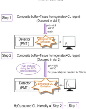 Figure 2. Analytical procedure for the acyl-CoA oxidase activity assay.