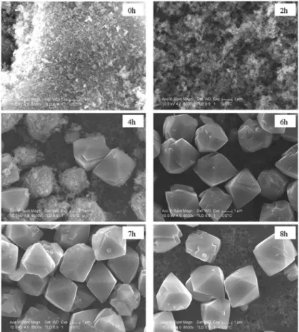 Figure 4. SEM images of the LSX products obtained at x = 0.4.