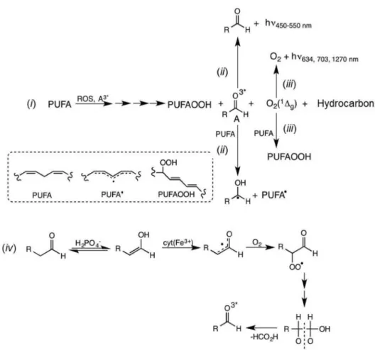 Figure 19. Phosphate-induced ampliication of the mitochondrial membrane peroxidation chain by triplet carbonyls