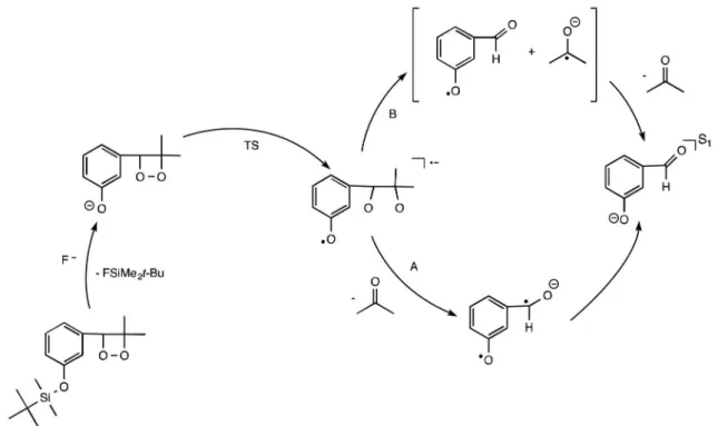 Figure 4. Mechanism for the induced decomposition of protected phenoxy-substituted 1,2-dioxetanes