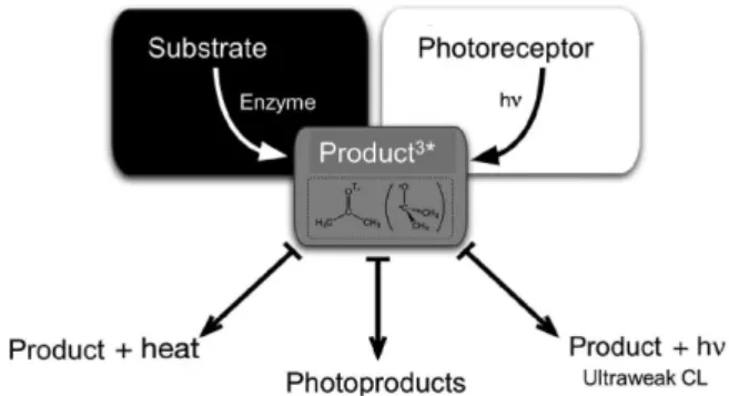 Figure 5. Photophysical and photochemical transformations of acetone  upon excitation to singlet and triplet states (*); (i) thermal deactivation; 