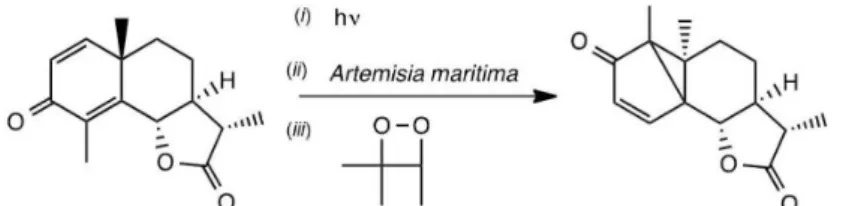 Figure 9. Isomerization of santonin to lumisantonin in absinthe, either photochemical or induced by chemically-generated triplet acetone (adapted from  reference 4).