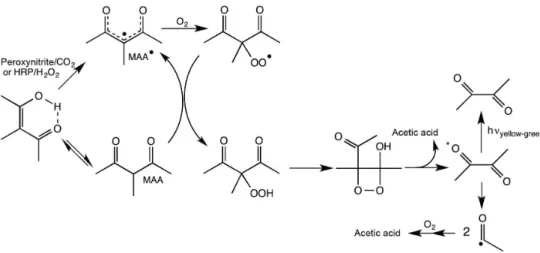 Figure 14. HRP-catalyzed or peroxynitrite (ONOO − )-initiated aerobic oxidation of methyl acetoacetone (MAA) to acetate and triplet excited diacetyl  (adapted from reference 4).
