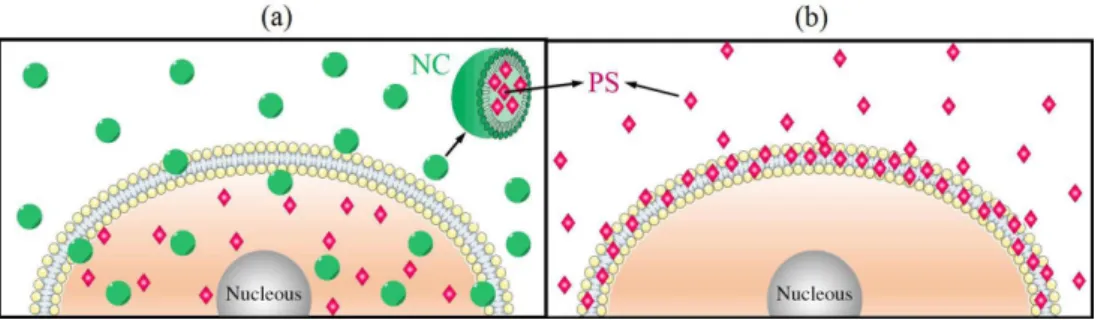 Figure 4. Illustrations of the differences on cytolocalization of a lipophilic photosensitizer (PS), a porphyrin derivative, in tumoral cells