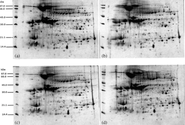 Figure 4. 2-D PAGE gels analyzed with Image Master 2D Platinum program. (a) and (b) GPF seeds; (c) and (d) PPF seeds.