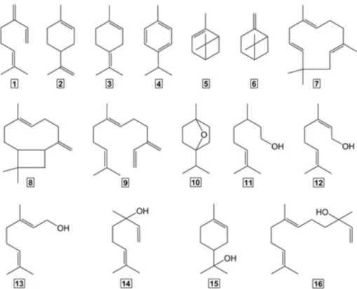 Figure 1. Chemical structures of hop-derived terpenes: (1)  β-myrcene; (2) limonene; (3) terpinolene; (4)  p-cymene; (5)  α-pinene; (6) β-pinene; 