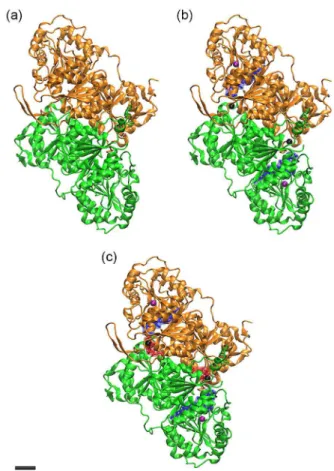 Figure 1. Simulated systems. (a) System 1: AHAS enzyme only. 