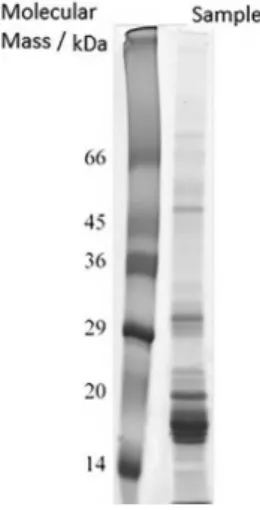 Figure 2. 1D SDS-PAGE electrophoretic profile of the lipid-free sample  extract in Tris-HCl buffer solution.