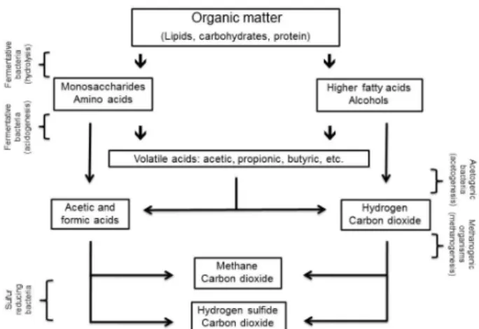 Figure 1. Representation of OM degradation by the different  microorganisms.