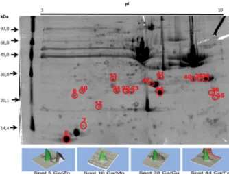 Figure 1. Representative 2D-PAGE gel of Nile Tilapia muscle highlighting  the characterized protein spots by ESI-MS/MS where Ca, Cu, Fe, Mn and  Zn were determined