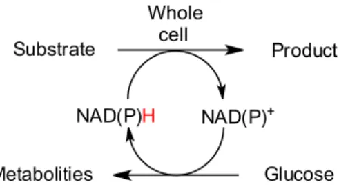 Figure 1. Whole cell biotransformation.