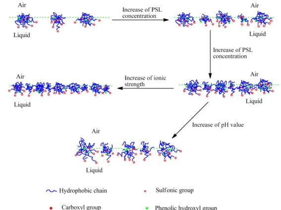 Figure 10. The adsorption configuration of PSL molecules at the air/liquid interface.