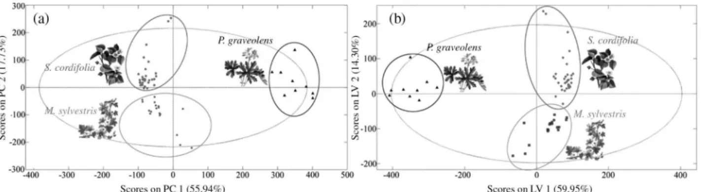 Figure 2. (a) Score plot of principal component analysis (PCA) of 60 commercial “malvas” samples and (b) score plot of partial least squares-discriminant  analysis (PLS-DA) of 60 commercial “malvas” samples