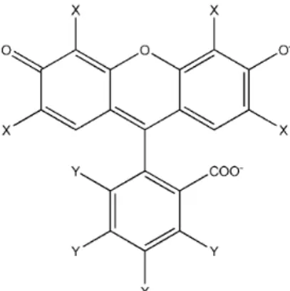 Figure 1. Structure of the xanthene dyes under investigation: Eosin Y  (EOS, X = Br and Y = H), Erythrosin B (ERY, X = I and Y = H), and  Rose Bengal B (RBB, X = I and Y = Cl).