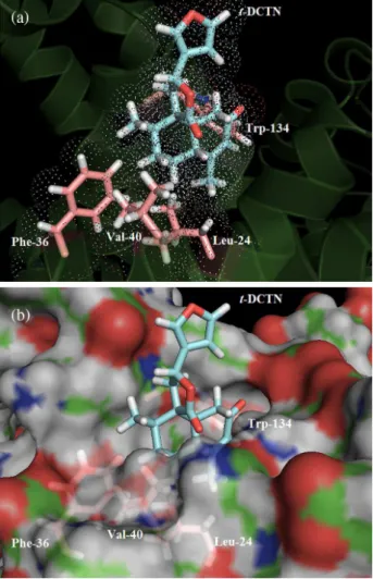 Figure 6. (a) Best score pose and van der Waals surface for 19-nor- 19-nor-clerodane diterpene (t-DCTN) in bovine serum albumin (BSA) in Sudlow’s  site II, obtained after molecular docking (ChemPLP function); and (b)  representation of the molecular surfac