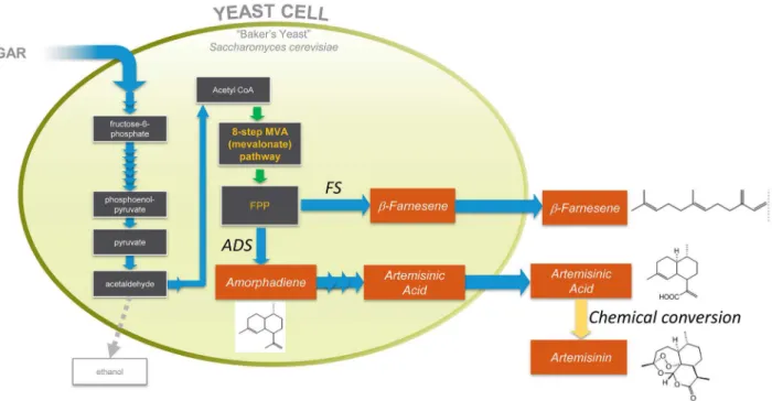 Figure 1. Production of artemisinic acid or β-farnesene by engineered yeast. The sesquiterpene alkenes β-farnesene and amorphadiene are both derived  from FPP (farnesyl diphosphate) by the action of specific enzymes introduced from plants: amorphadiene syn