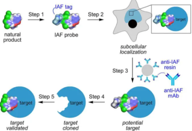 Figure 2. Structures of four marine natural products examined using the  IAF approach.