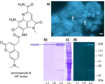 Figure 3. Application of the IAF approach to elucidate the targeting  of myosin by ammosamide B